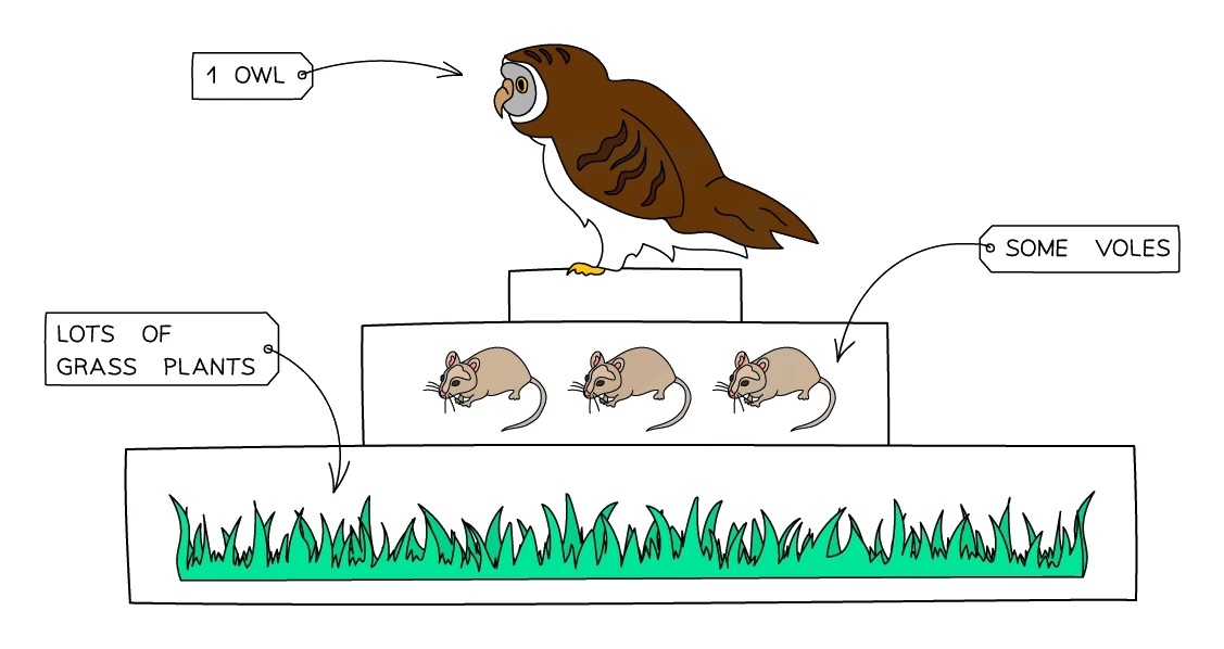 A pyramid of numbers for a grassland food chain: a wide bar of lots of grass plants at the base, a narrower bar of some voles above it, and a single narrow bar of one owl at the top