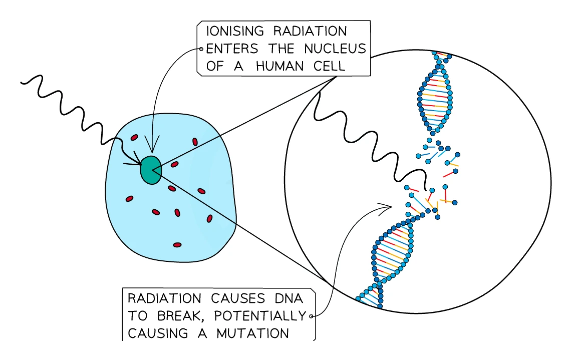 Ionising radiation entering the nucleus of a human cell and damaging the DNA, causing the DNA strand to break and potentially producing a mutation