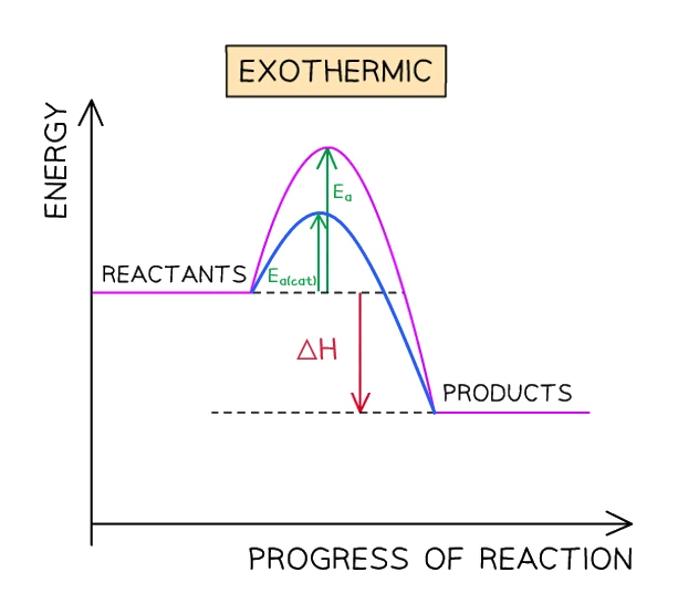 An exothermic reaction profile comparing the uncatalysed path (higher peak, activation energy Ea) with the catalysed path (lower peak, activation energy Ea(cat)); both curves start at the reactants line and end at the lower products line, and the overall enthalpy change ΔH is negative and unchanged by the catalyst