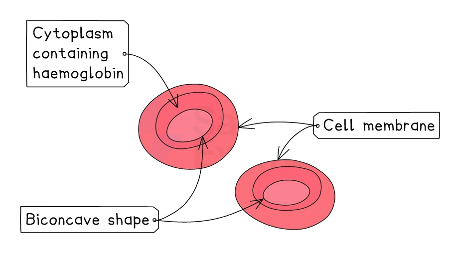 A red blood cell labelled with its biconcave disc shape, the cytoplasm containing haemoglobin, and the cell membrane