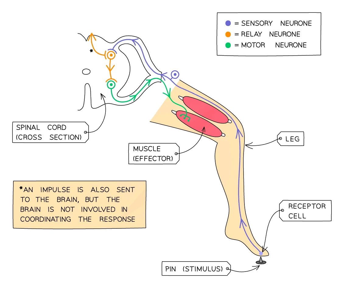 Reflex arc for standing on a pin: the receptor cell in the foot, sensory neurone (purple) carrying the impulse up the leg to the spinal cord cross-section, relay neurone (orange) inside the spinal cord, and motor neurone (green) running back to the leg muscle effector