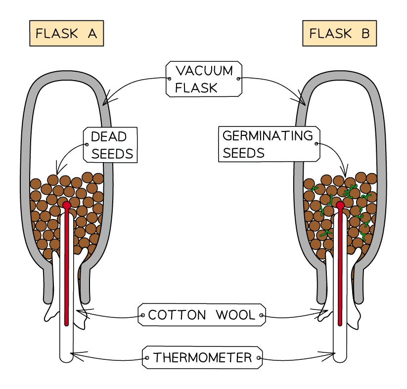 Two inverted vacuum flasks used to show that respiration releases heat: flask A contains dead seeds and flask B contains germinating seeds, each resting on cotton wool with a thermometer buried in the seeds