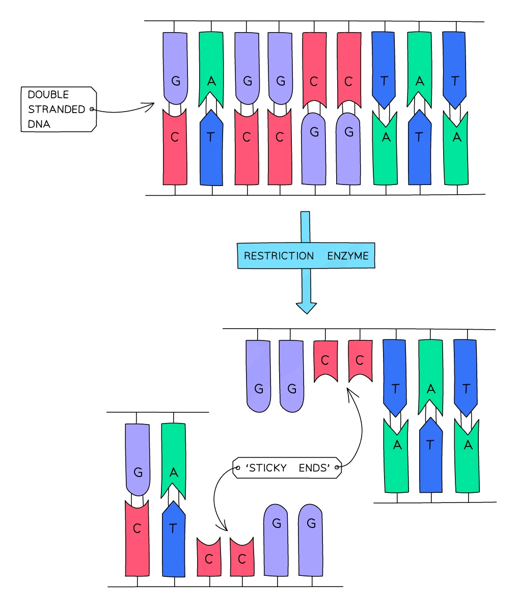 A restriction enzyme cuts a double-stranded DNA molecule at a specific base sequence, leaving short single-stranded overhangs of unpaired bases known as sticky ends