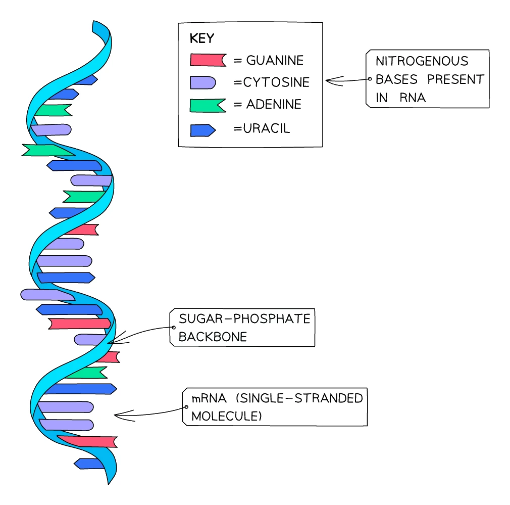 RNA structure: a single strand with a sugar-phosphate backbone and the four RNA bases (guanine, cytosine, adenine and uracil), shown as an example of an mRNA molecule