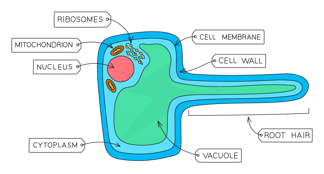 A labelled root hair cell showing its long thin extension into the soil, thin cell wall and cell membrane, cytoplasm, nucleus, ribosomes, mitochondria and a large permanent vacuole