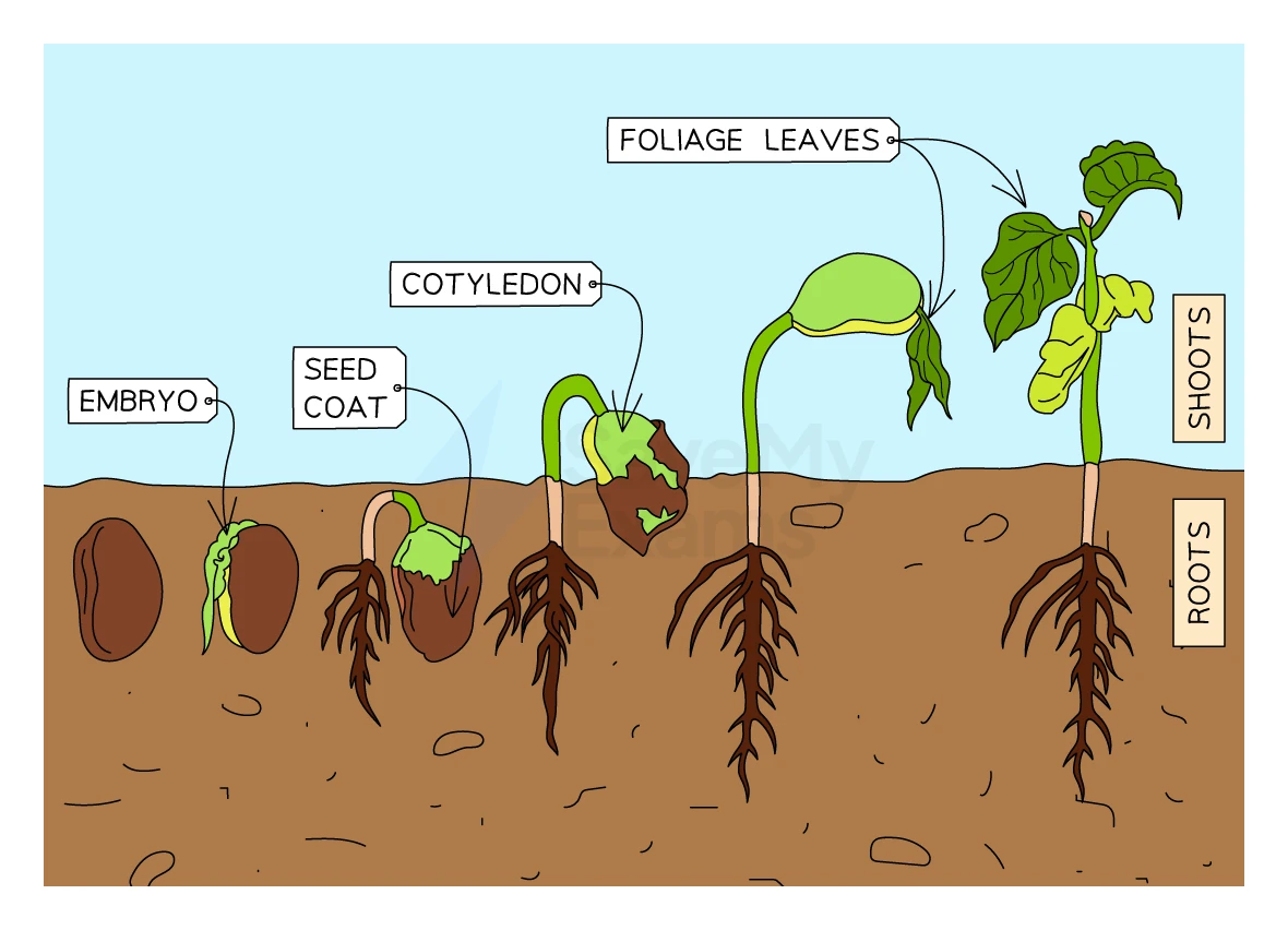 Stages of seed germination from an embryo inside the seed coat to a seedling with cotyledon, foliage leaves, shoots and roots