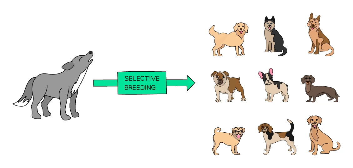 Selective breeding of the grey wolf: over about 15 000 years humans bred wolves to produce the many modern dog breeds, from retrievers and huskies to bulldogs, dachshunds and pugs