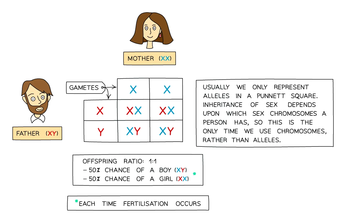 Inheritance of sex shown in a Punnett square: an XX mother and an XY father, with the father's X or Y sperm giving a 1:1 ratio of XX (girl) to XY (boy) offspring