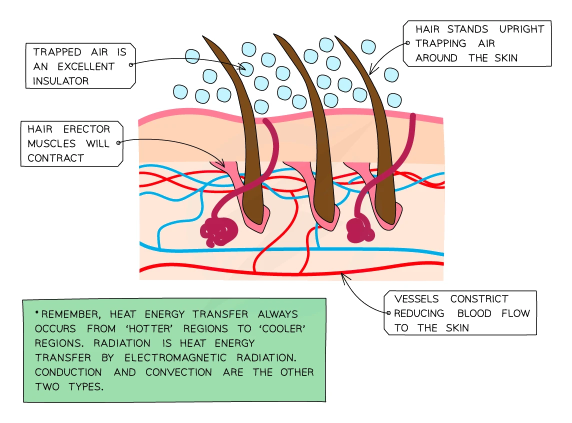Skin responses when the body is too cold: blood vessels constrict to reduce blood flow to the skin, the hair erector muscles contract so hairs stand upright and trap an insulating layer of air next to the skin