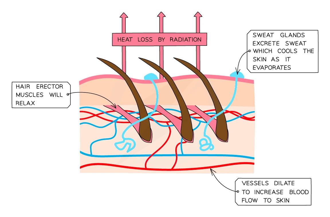 Skin responses when the body is too hot: blood vessels dilate to increase blood flow to the skin so more heat is lost by radiation, sweat glands secrete sweat that cools the skin as it evaporates, and the hair erector muscles relax so the hairs lie flat