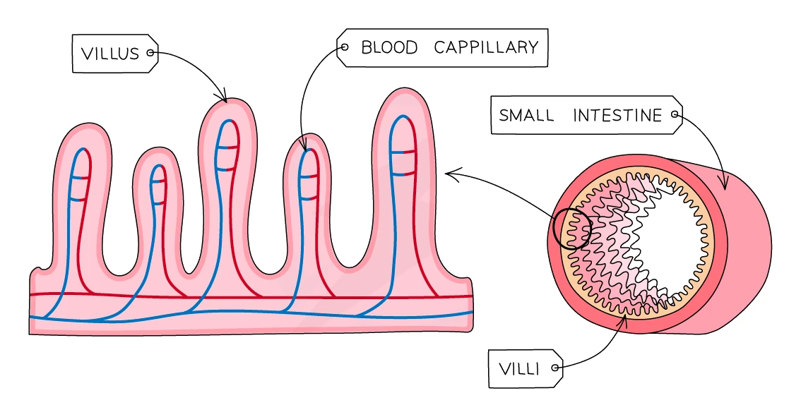 The inner lining of the small intestine folded into finger-like villi, each containing blood capillaries, greatly increasing the surface area for absorption