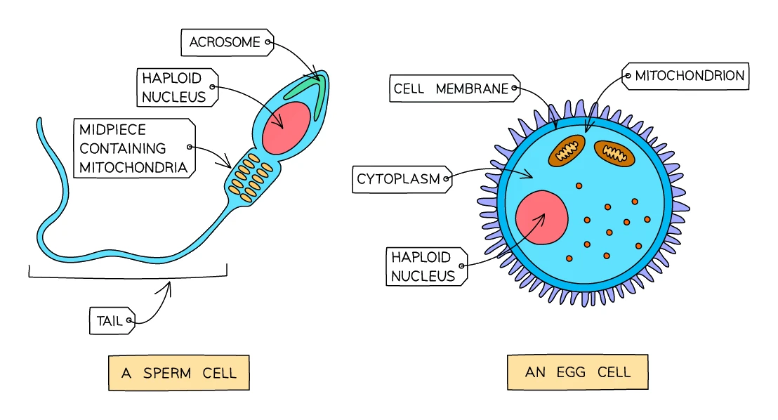 Comparison of a sperm cell (acrosome, haploid nucleus, midpiece with mitochondria, tail) and an egg cell (cell membrane, cytoplasm, mitochondria, haploid nucleus)