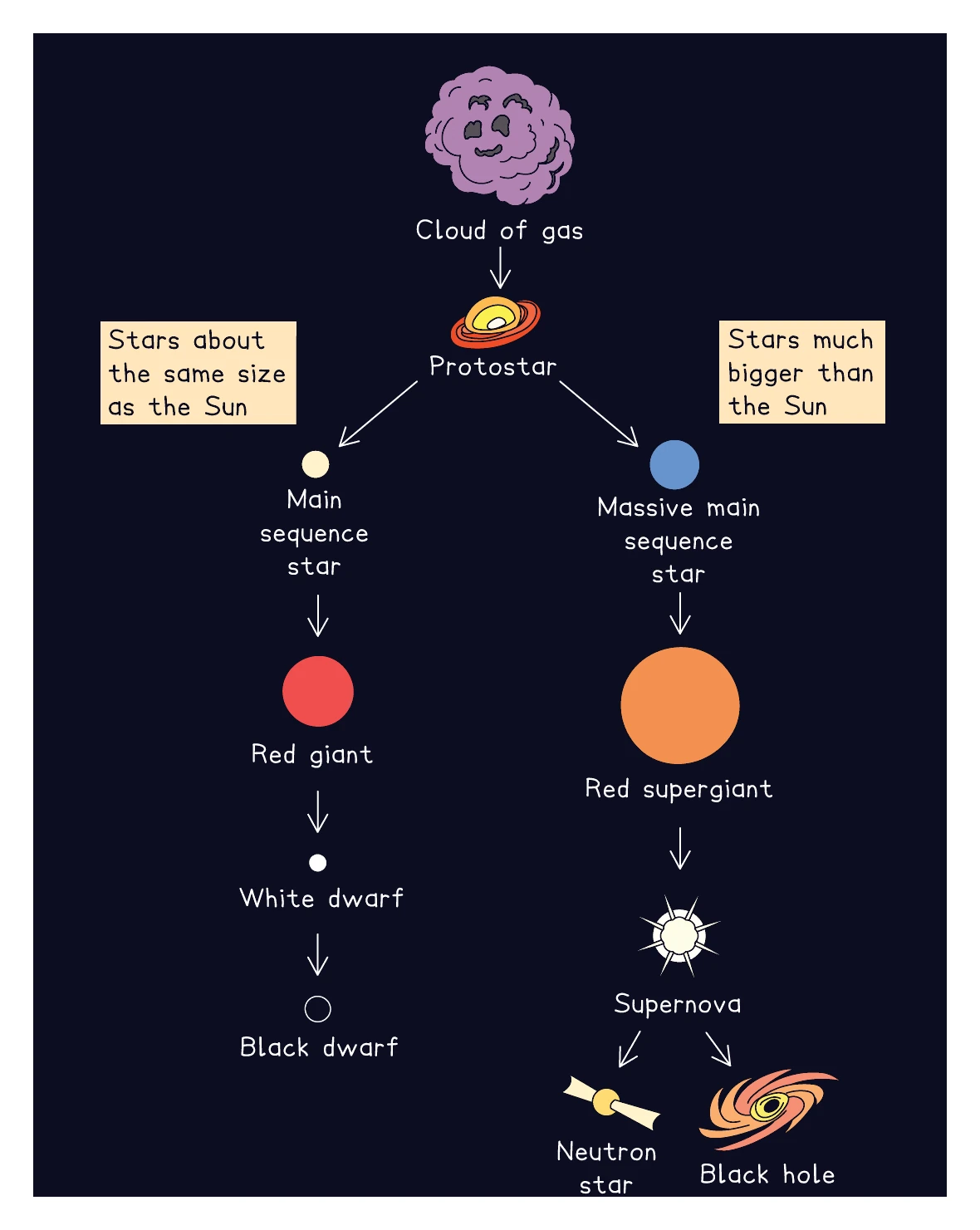 Flow chart comparing the two life-cycle paths. Both begin as a cloud of gas collapsing into a protostar. On the left, stars about the same size as the Sun become a main-sequence star, then a red giant, then a white dwarf, and finally a black dwarf. On the right, stars much bigger than the Sun become a massive main-sequence star, then a red supergiant, then explode as a supernova, leaving a neutron star or a black hole