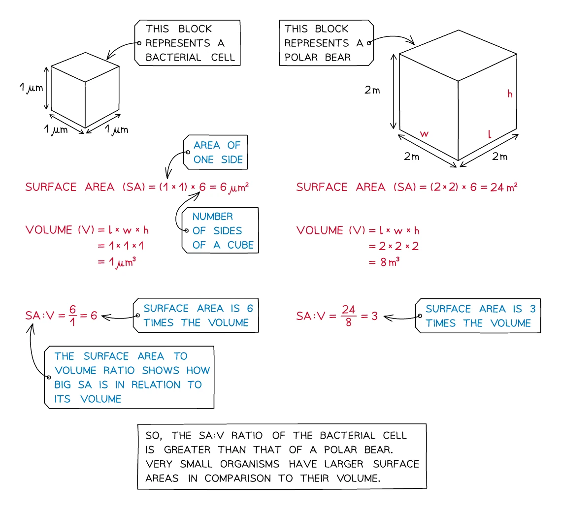 Worked comparison of surface area to volume ratio for a small 1 micrometre cube and a large 2 metre cube, showing the smaller object has the higher SA:V ratio