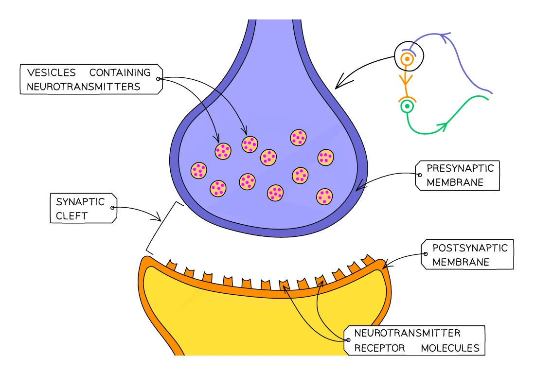 A synapse enlarged: the presynaptic terminal with vesicles containing neurotransmitters, the synaptic cleft, and the postsynaptic membrane bearing neurotransmitter receptor molecules