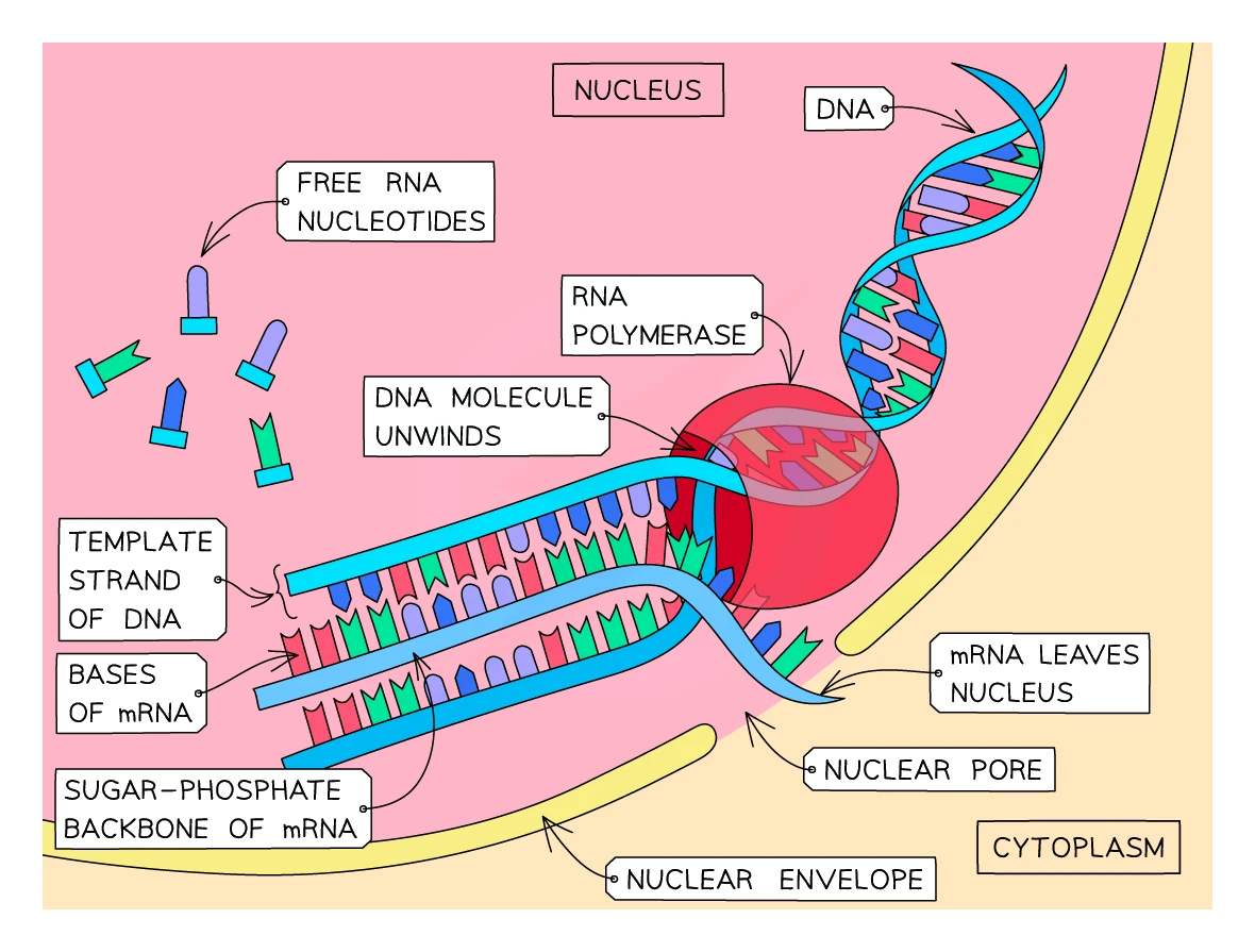 Transcription in the nucleus: the DNA unwinds, one strand acts as the template, free RNA nucleotides pair with it and are joined into an mRNA molecule that leaves through a nuclear pore