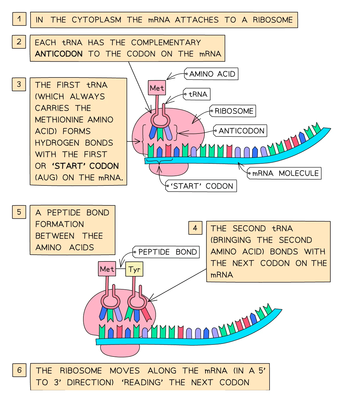 Translation at a ribosome: the mRNA is read codon by codon, each tRNA brings its amino acid via a complementary anticodon, and successive amino acids are joined by peptide bonds as the ribosome moves along the mRNA