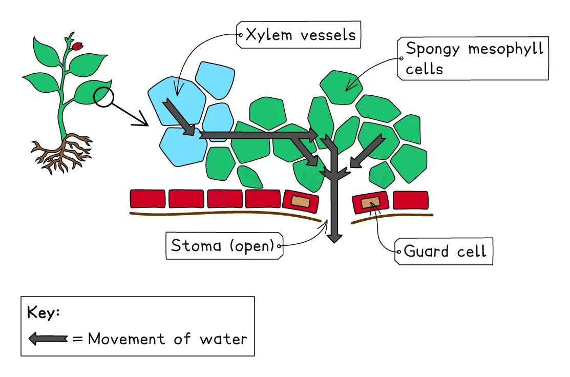 A diagram of water movement through a leaf during transpiration: water arrives in the xylem vessels, travels through the spongy mesophyll cells, and leaves as water vapour through an open stoma between two guard cells, with a small whole plant shown for context