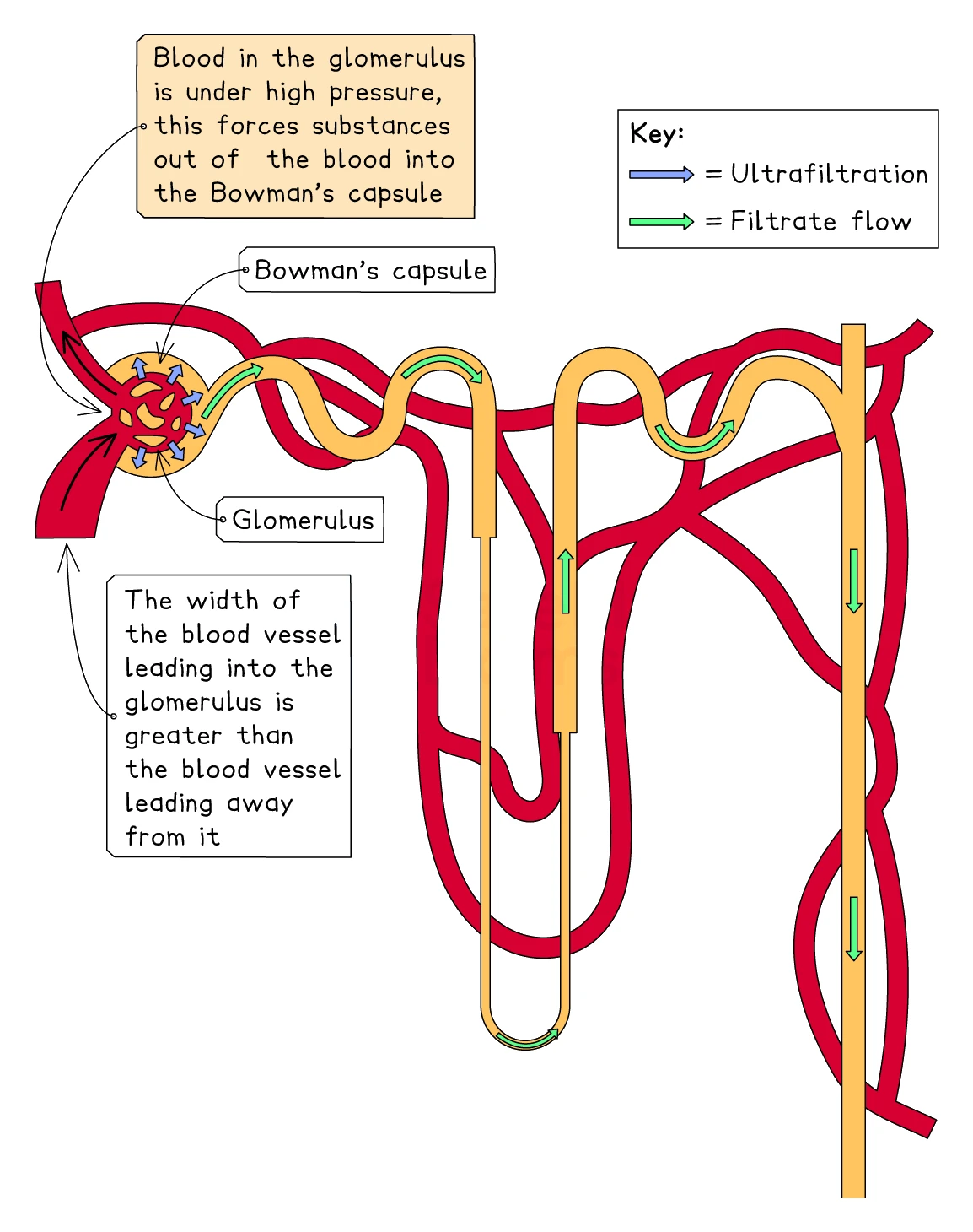 A diagram of ultrafiltration at the glomerulus showing blood under high pressure forcing substances out into the Bowman's capsule, with the wider vessel entering than leaving, and filtrate then flowing along the nephron tubule