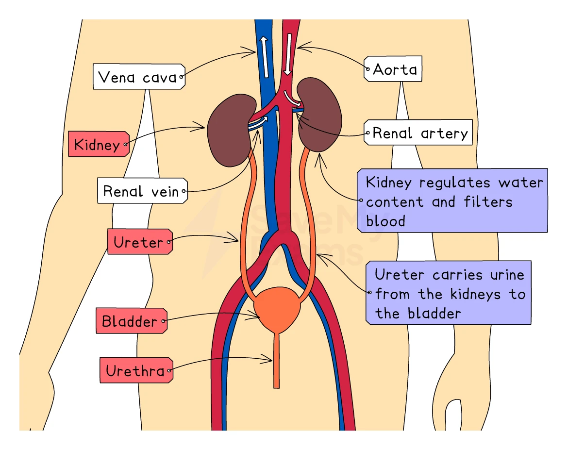 A labelled diagram of the human urinary system showing the two kidneys with the renal artery from the aorta and renal vein to the vena cava, the ureters, the bladder and the urethra
