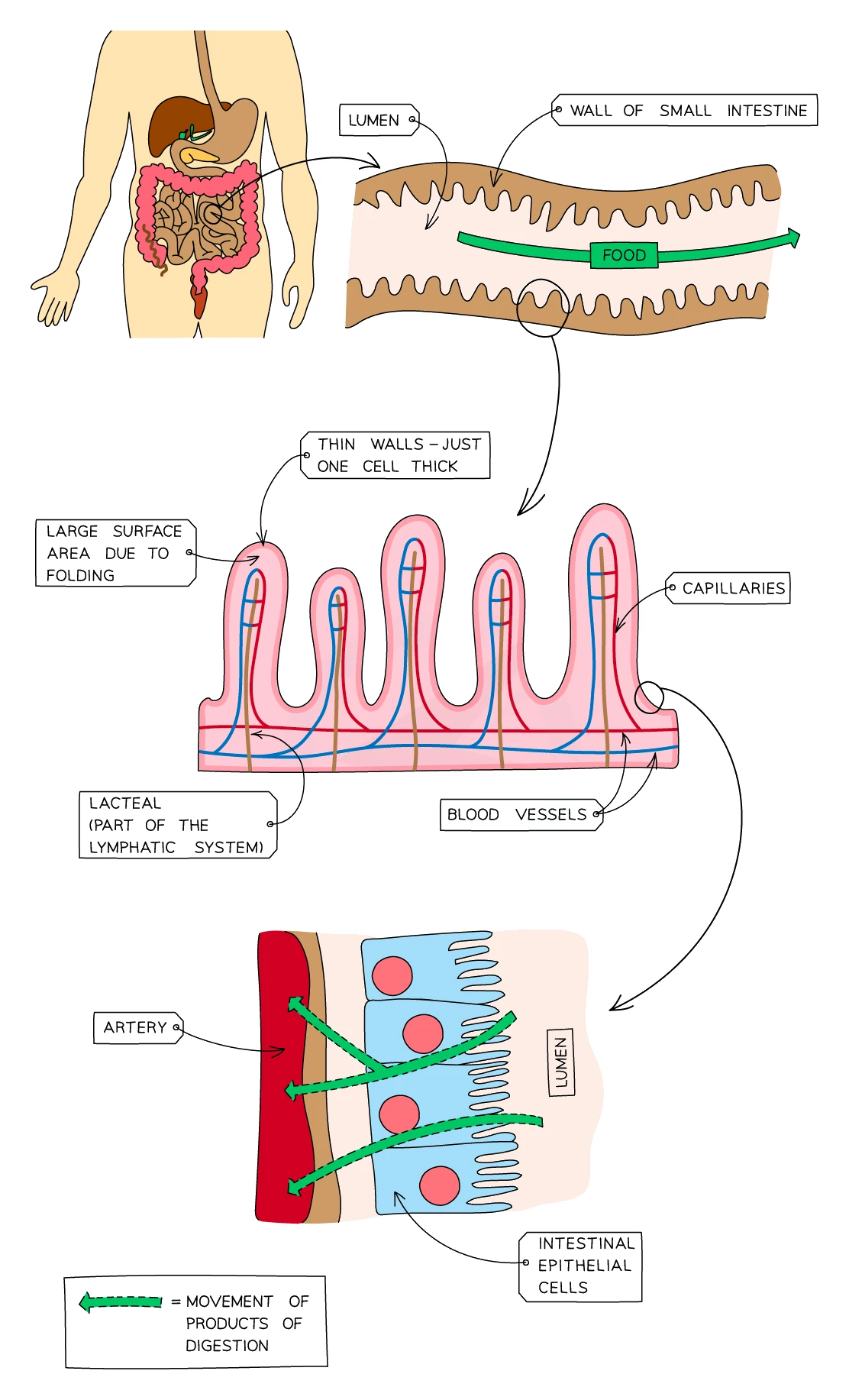 Structure of the small intestine wall folded into villi, with a magnified villus showing its thin one-cell-thick wall, internal blood capillary network and central lacteal, and a further magnification of an epithelial cell covered in microvilli absorbing the products of digestion
