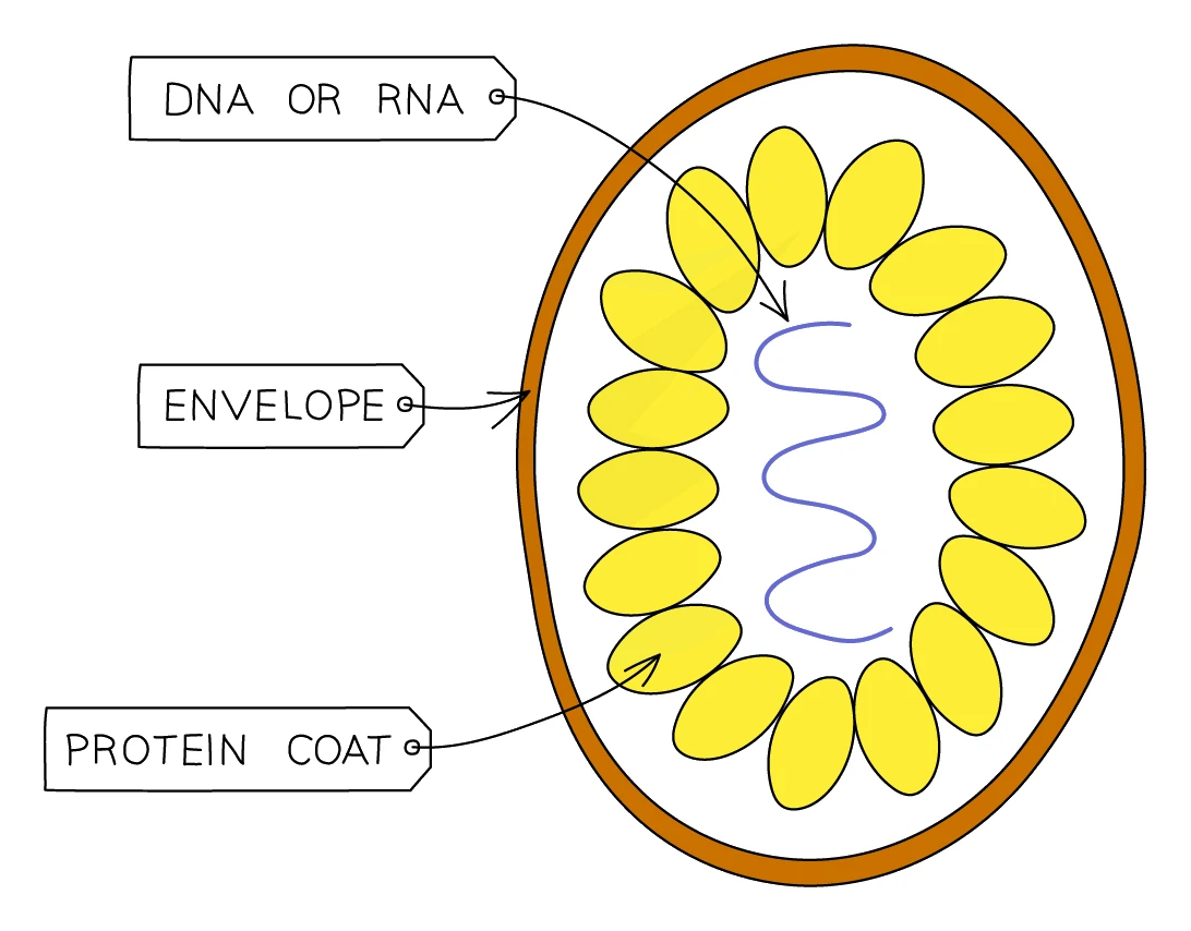 Structure of a typical virus showing the protein coat, genetic material (DNA or RNA) and outer envelope