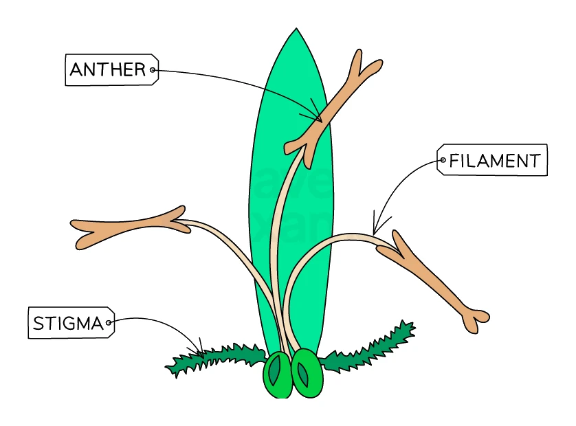 Diagram of a wind-pollinated flower with anthers hanging outside on long filaments and a large feathery stigma exposed to the air