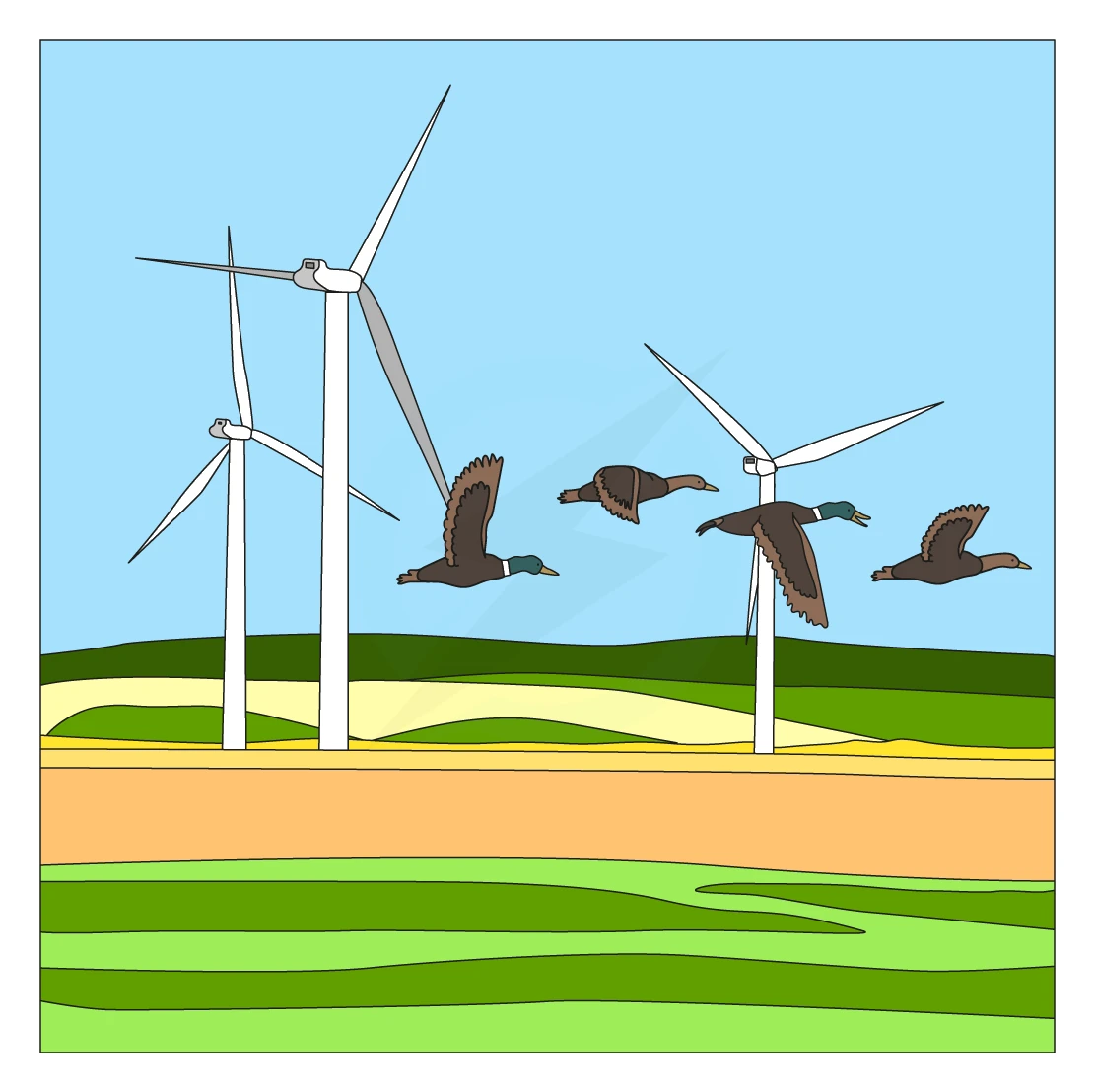 Diagram of a wind farm with several rotor towers on open land and birds flying past, illustrating both how moving air spins the turbines and the effect turbines can have on bird populations