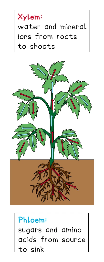 A whole-plant diagram contrasting the two transport tissues: the xylem carrying water and mineral ions from the roots up to the shoots, and the phloem carrying sugars and amino acids from source to sink, shown by arrows running through the leaves, stem and roots