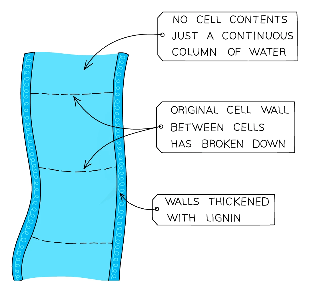 A cross-section along a xylem vessel: a hollow tube with no cell contents, just a continuous column of water, where the original end walls between cells have broken down and the side walls are thickened with lignin