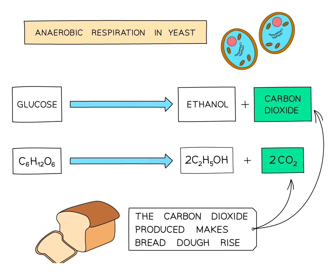 Anaerobic respiration in yeast shown as word and symbol equations, glucose forming ethanol plus carbon dioxide, with the carbon dioxide making bread dough rise