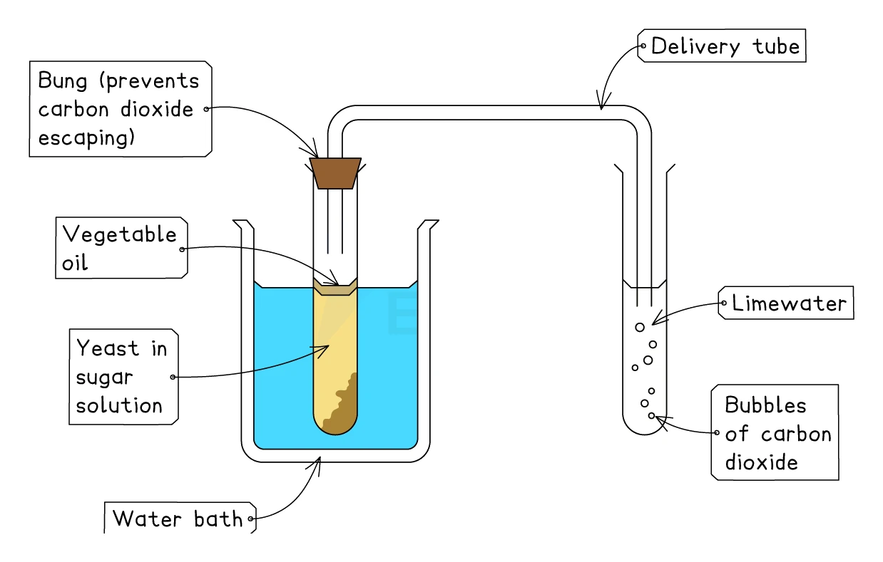Apparatus for measuring anaerobic respiration in yeast: a bung-sealed tube of yeast in sugar solution topped with vegetable oil, standing in a water bath, its delivery tube carrying carbon dioxide bubbles into limewater