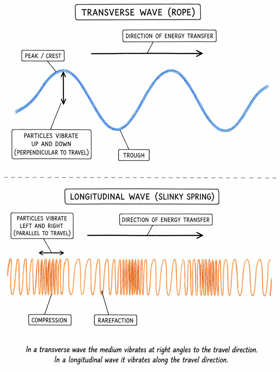 A side-by-side comparison of a transverse wave on a rope and a longitudinal wave on a slinky spring, each with arrows showing the direction of vibration and the direction of energy transfer