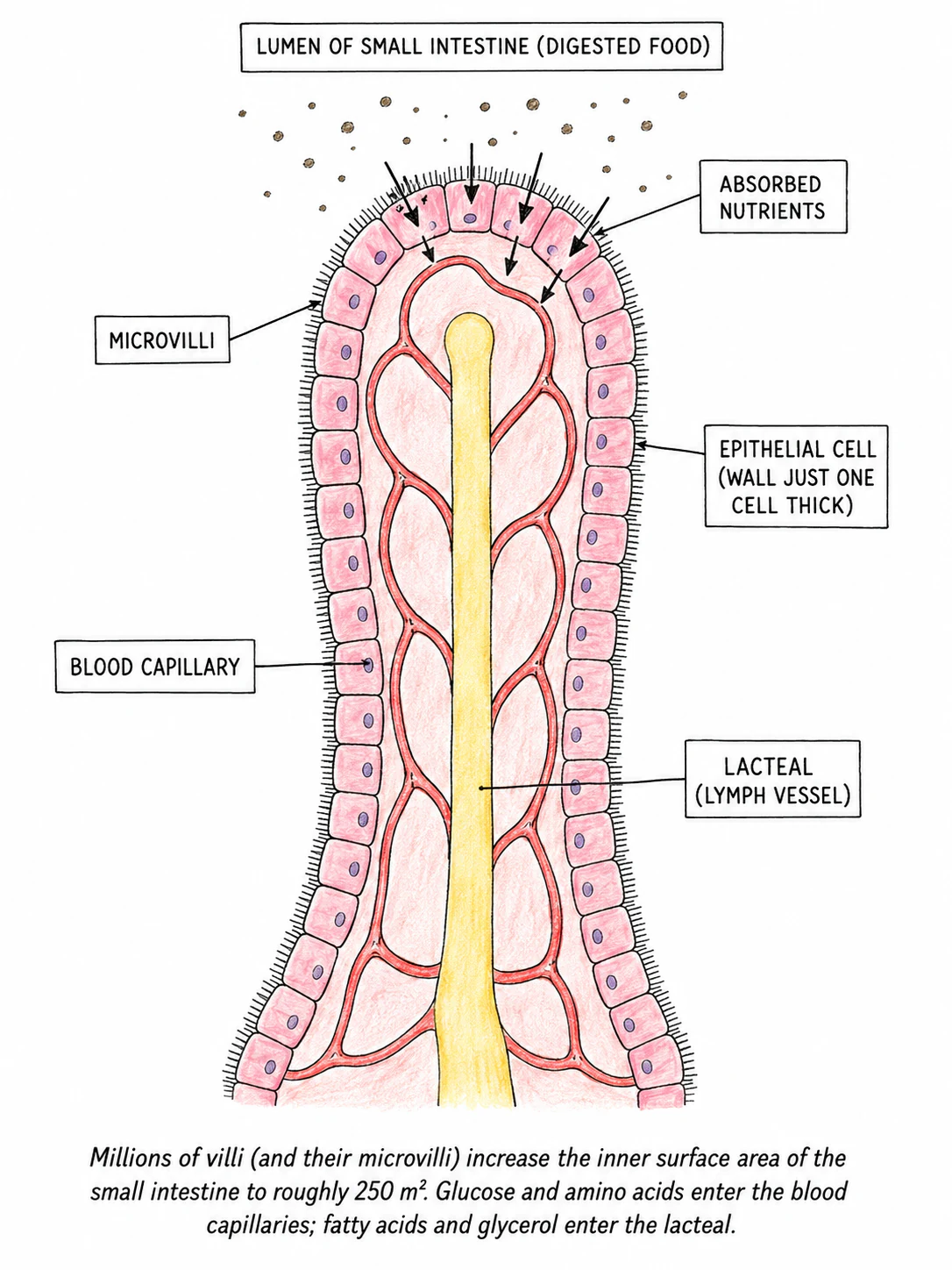 A single labelled villus in longitudinal section, showing epithelial cells with microvilli on their outer surface, a blood capillary network inside, and a central lacteal